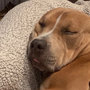 Meet your Posher, Louis-francois